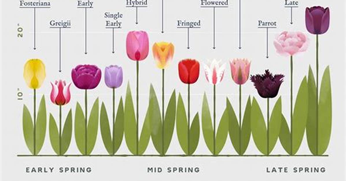 When Do Tulips Bloom?