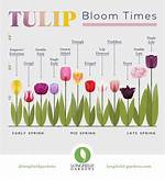 When Do Tulips Bloom?