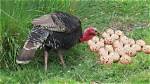 When Do Turkeys Lay Eggs