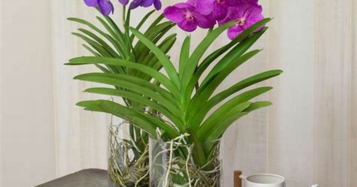 When Do Vandas Bloom?
