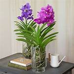 When Do Vandas Bloom?