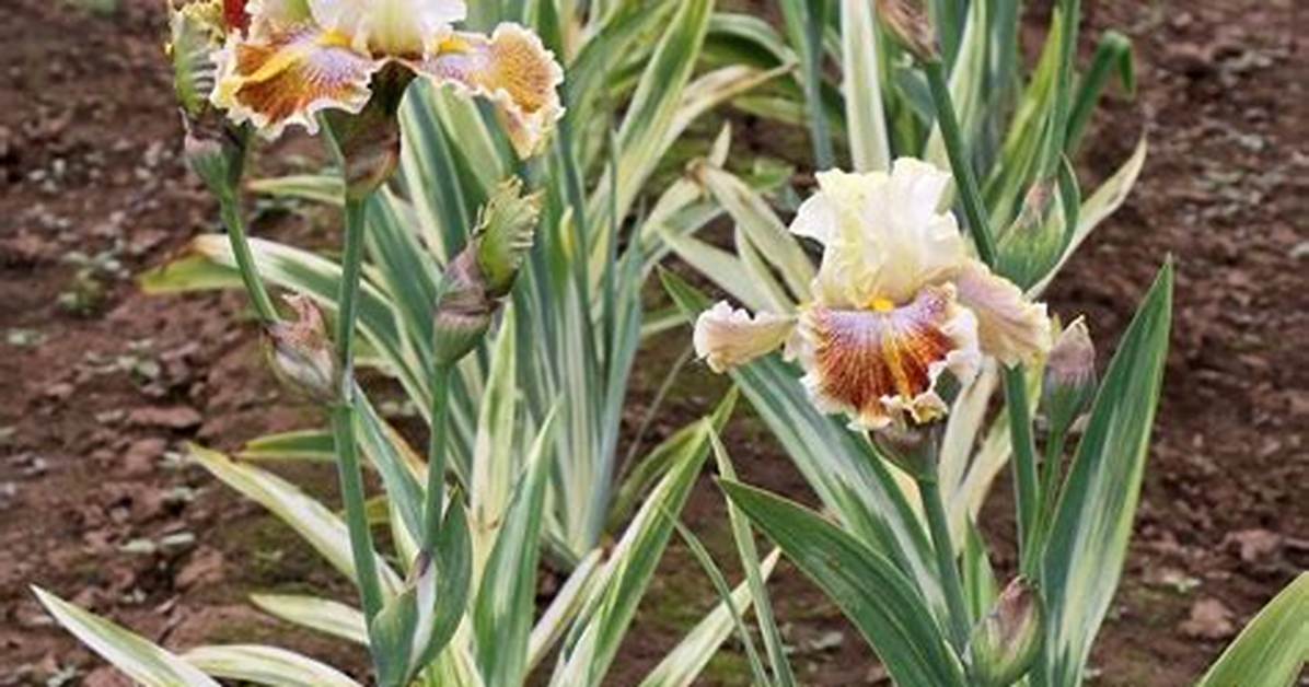 When Do Variegated Iris Bloom?