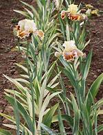 When Do Variegated Iris Bloom?