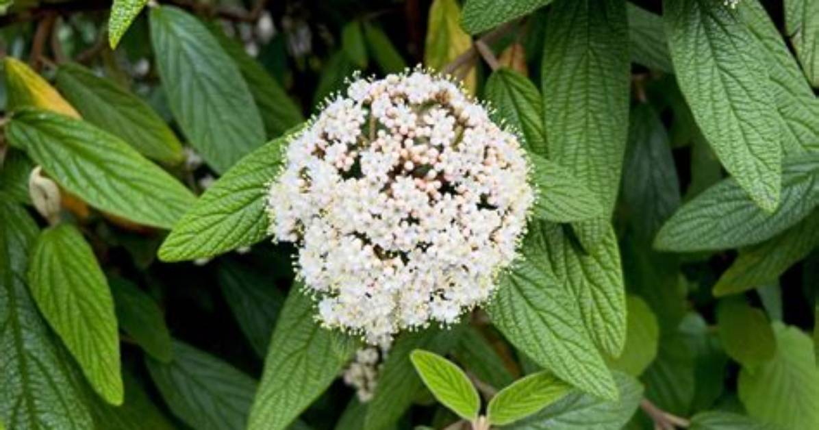 When Do Viburnums Bloom?