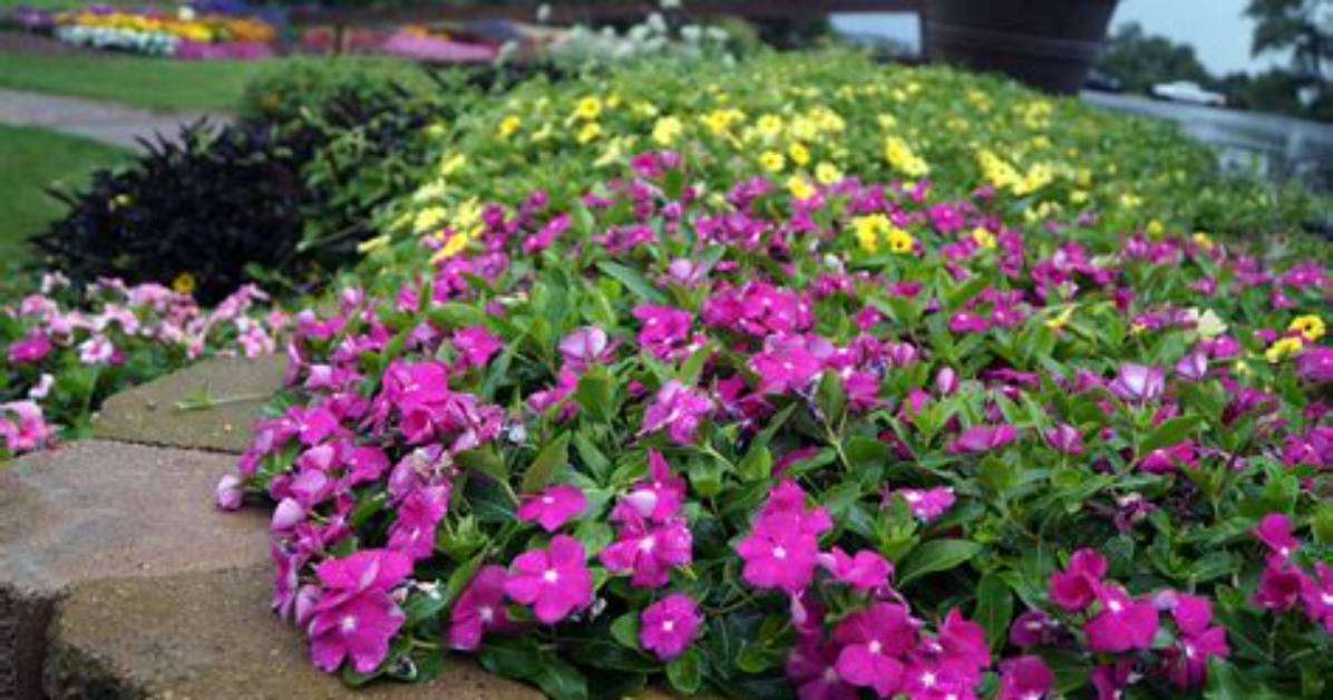 When Do Vincas Bloom?