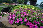 When Do Vincas Bloom?