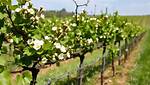 When Do Vineyards Bloom?