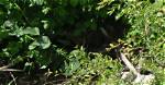 When Do Wagtails Fledge?