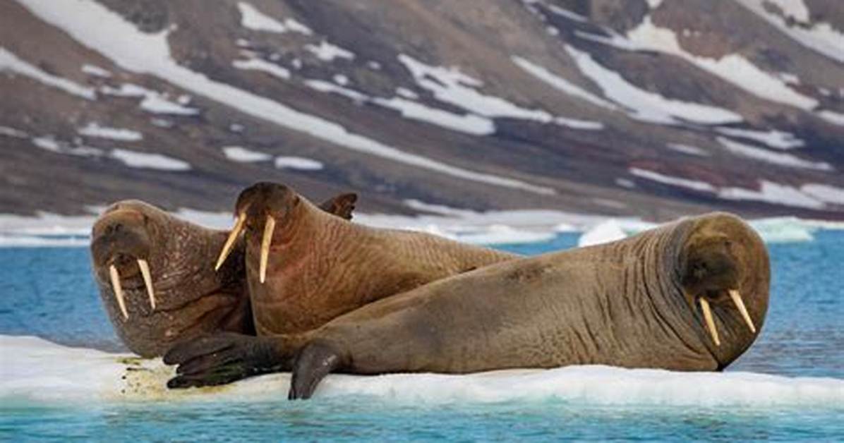 When Do Walruses Sleep?