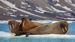 When Do Walruses Sleep?