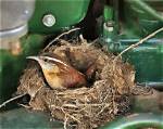 When Do Wrens Nest?