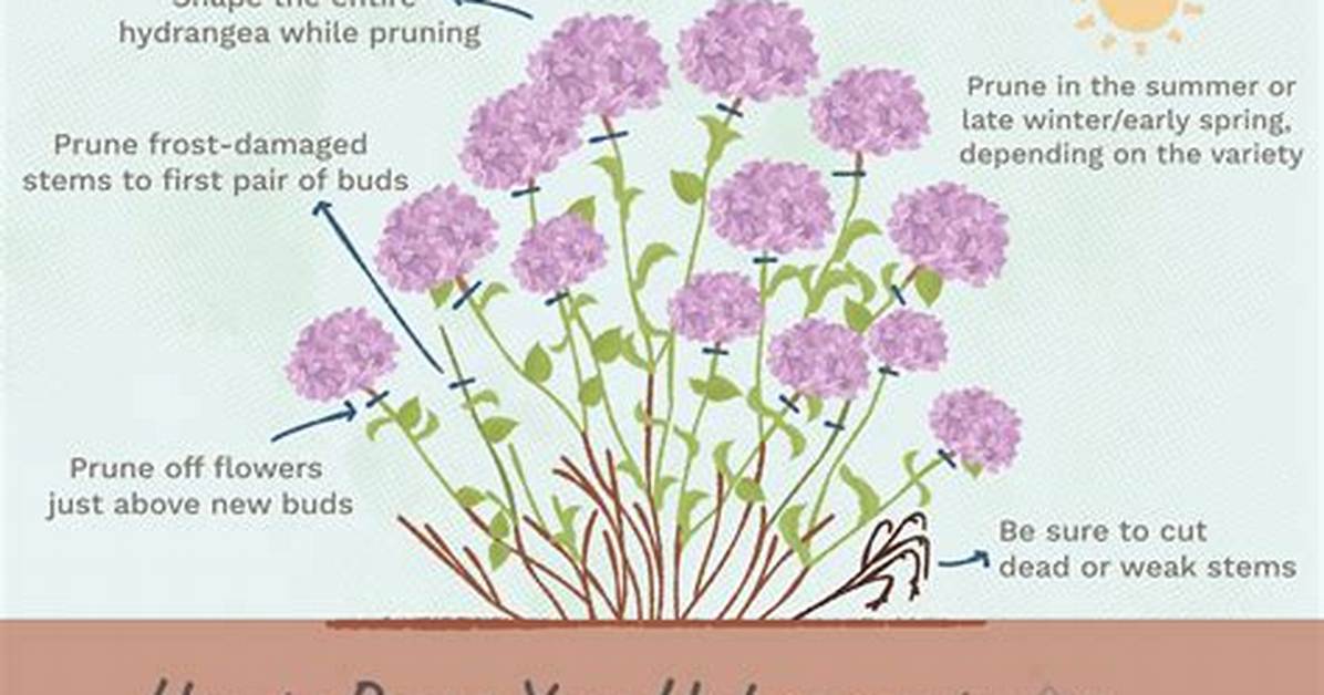 When Do You Prune Hydrangeas