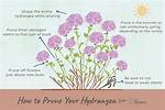 When Do You Prune Hydrangeas