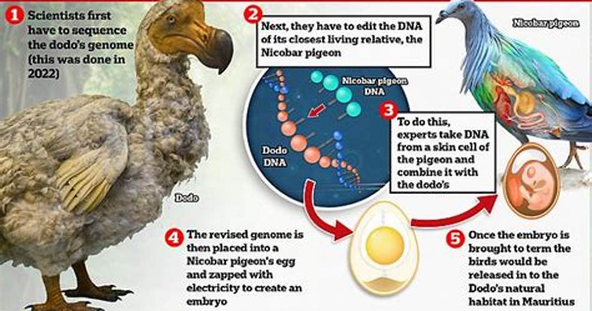 When Dodo Got Extinct?
