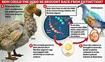 When Dodo Got Extinct?