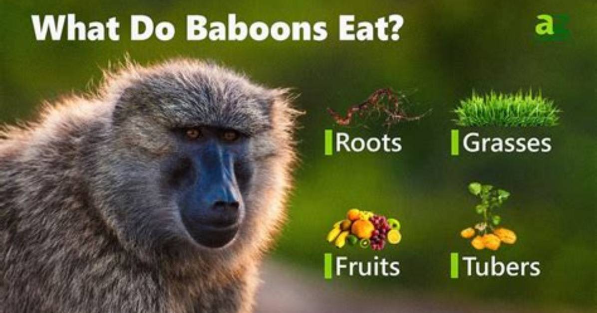 When Does a Baboon Eat?