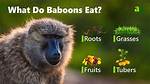 When Does a Baboon Eat?