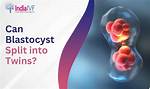 When Does a Blastocyst Split into Twins?