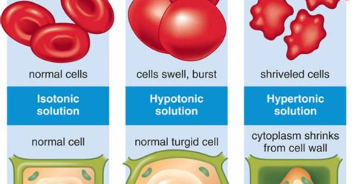 When Does a Cell Shrivel?