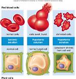 When Does a Cell Shrivel?