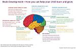 When Does a Child's Brain Stop Developing?