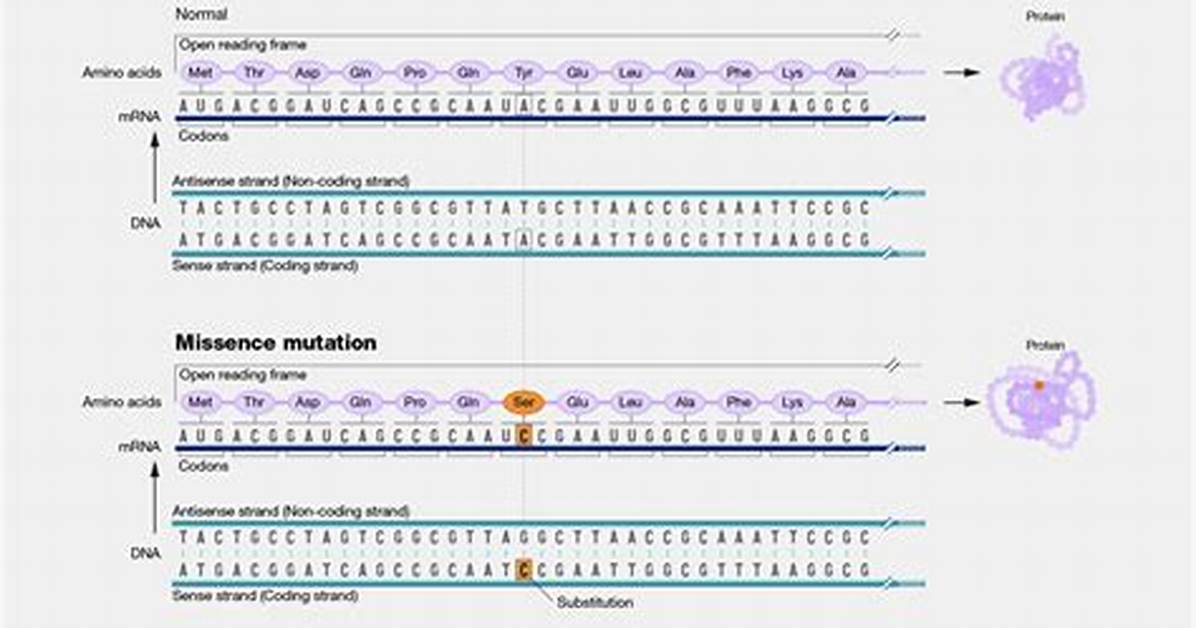 When Does a Missense Mutation Occur?