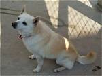 When Does a Schipperke Stop Growing?