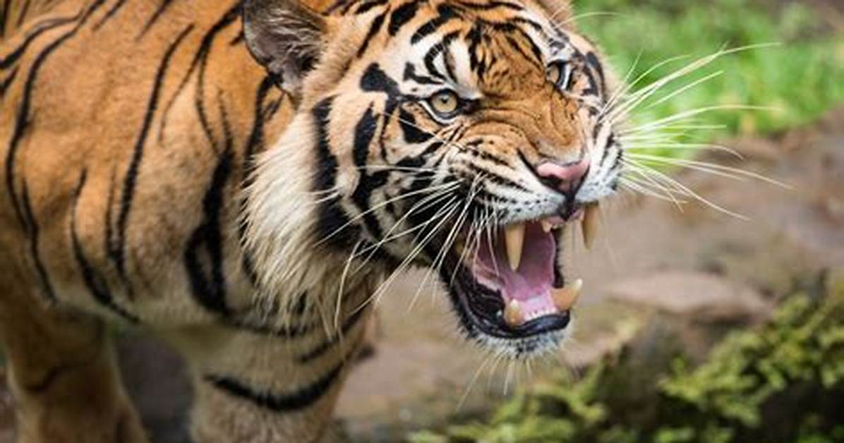 When Does a Tiger Roar?