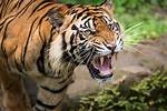 When Does a Tiger Roar?
