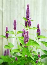 When Does Agastache Emerge?