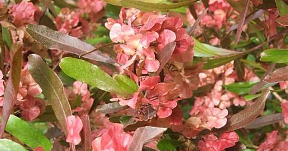 When Does Akeake Flower?