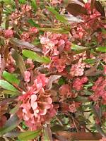 When Does Akeake Flower?