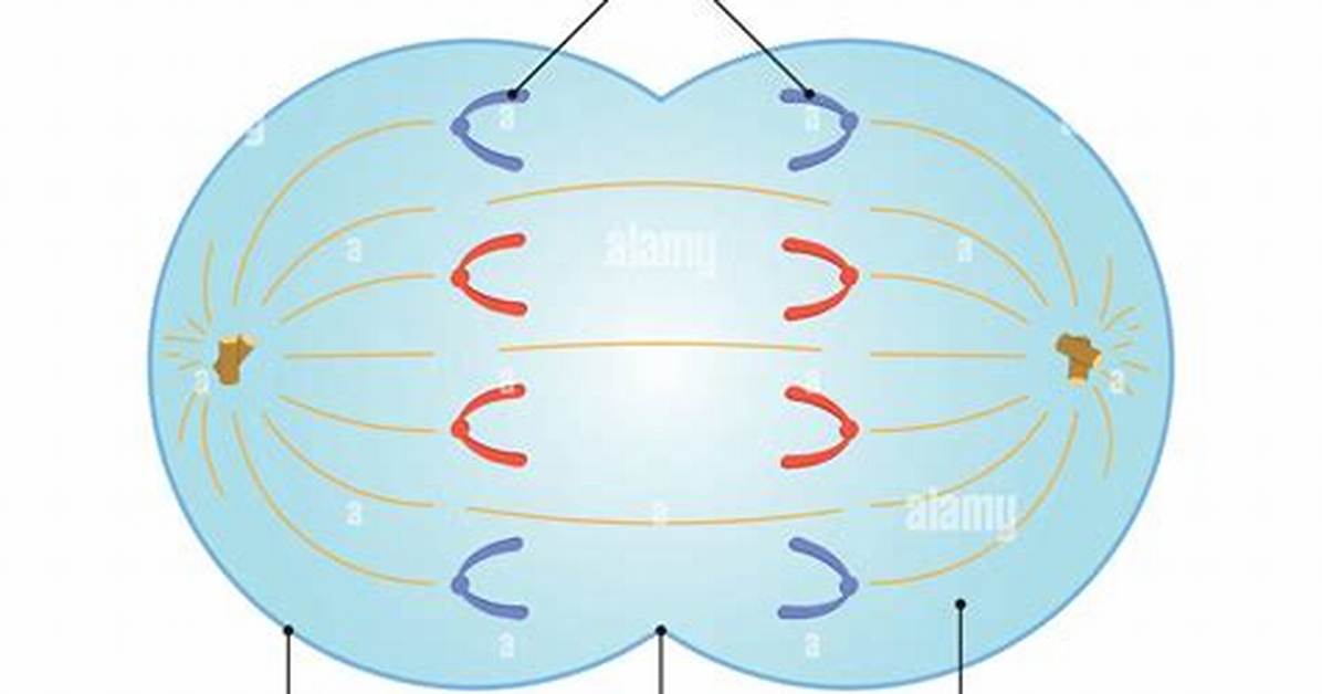 When Does Anaphase Occur?
