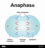 When Does Anaphase Occur?