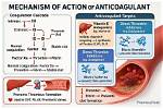 When Does Anticoagulant Start Working?