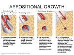 When Does Appositional Growth Start?