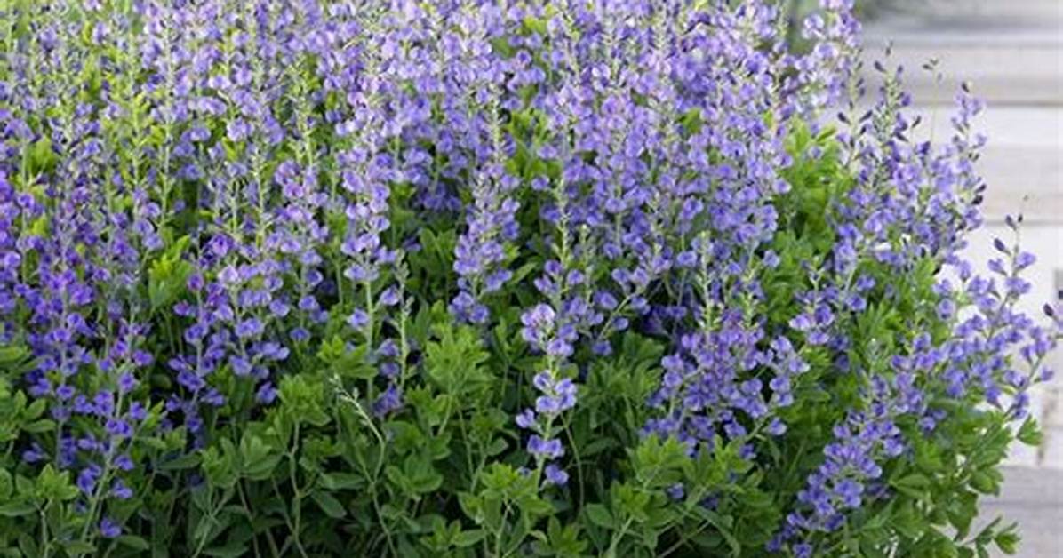 When Does Baptisia Bloom?