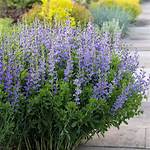 When Does Baptisia Bloom?