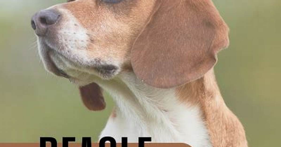When Does Beagle Stop Growing?