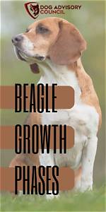 When Does Beagle Stop Growing?