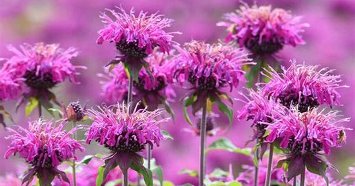 When Does Bee Balm Bloom