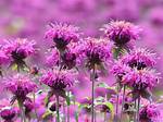 When Does Bee Balm Bloom