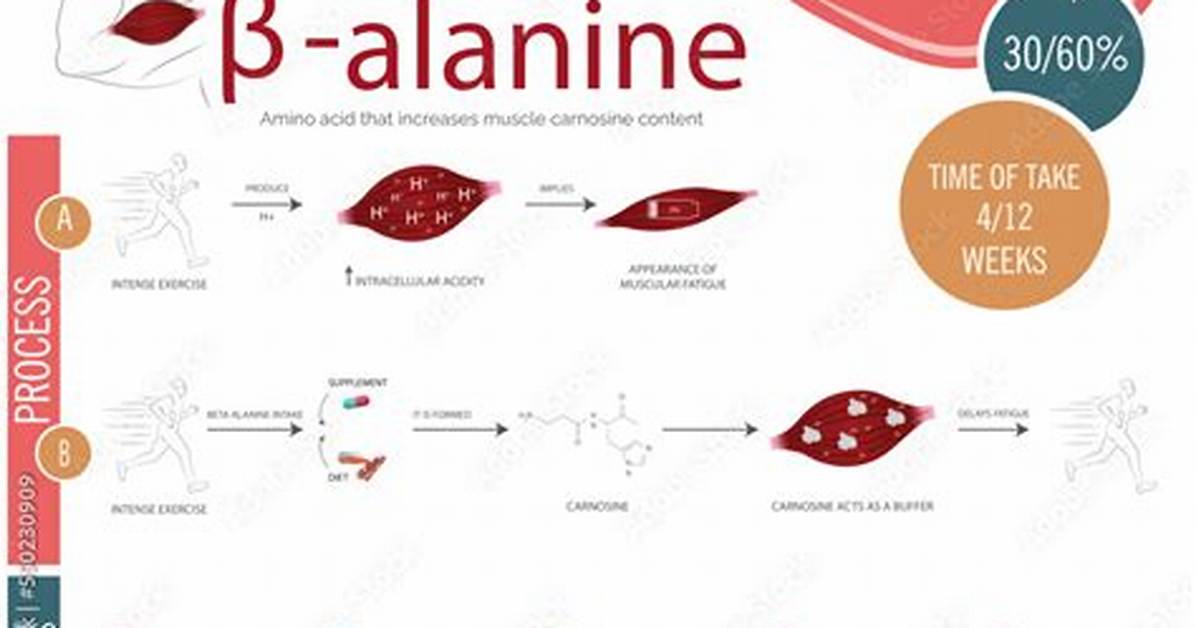 When Does Beta Alanine Start Working?