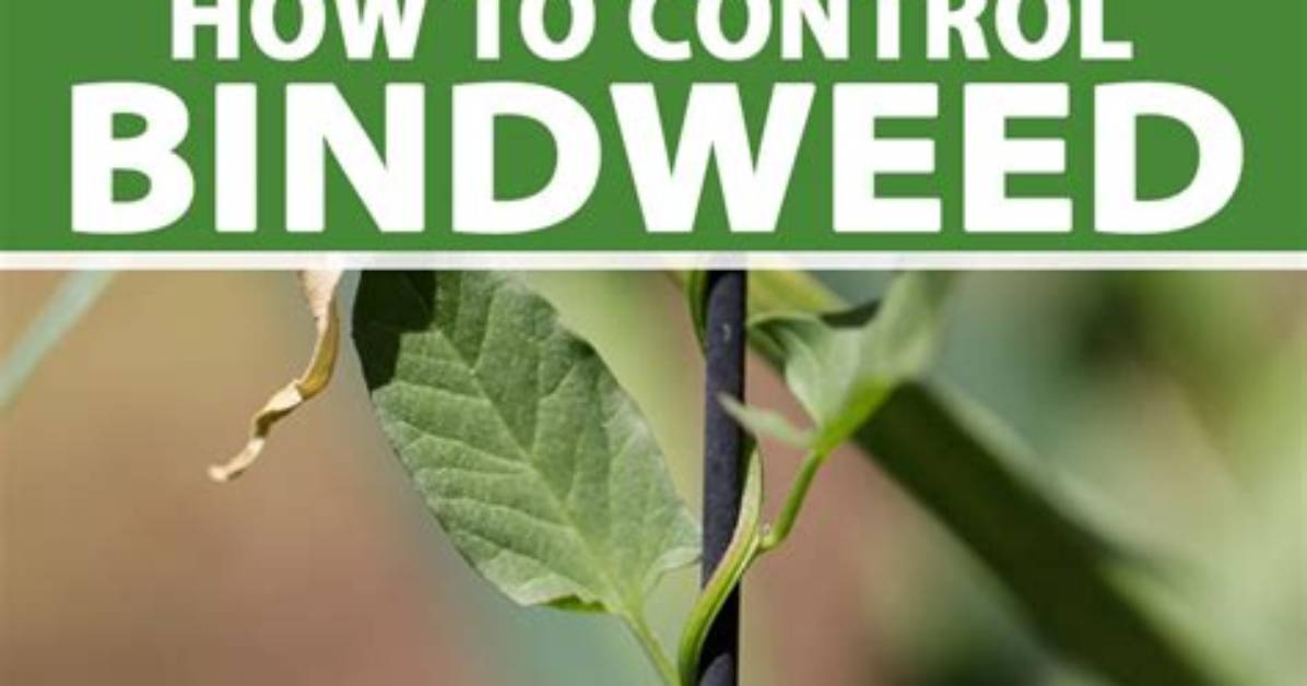 When Does Bindweed Die?