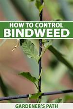 When Does Bindweed Die?
