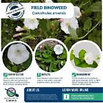 When Does Bindweed Stop Growing?