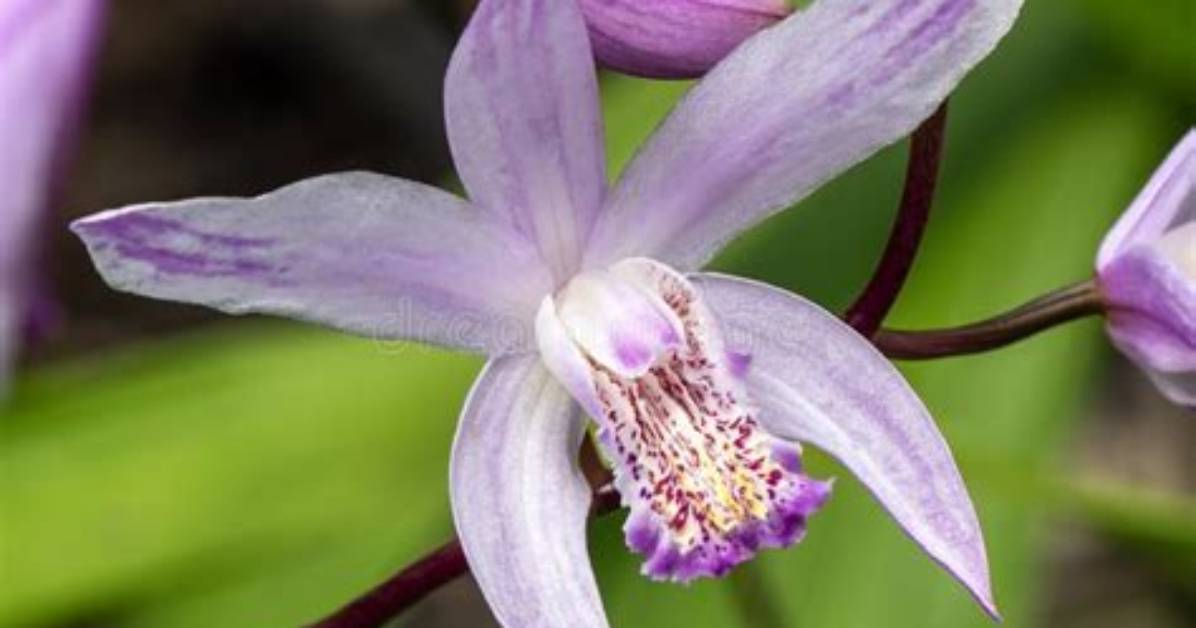 When Does Bletilla Flower?