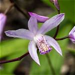 When Does Bletilla Flower?