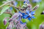 When Does Borage Flower Nz?
