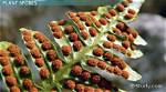 When Does Bracken Produce Spores?